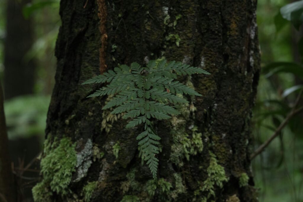 A vivid close-up of a lush fern growing on a moss-covered tree trunk in a Madagaskar forest.
